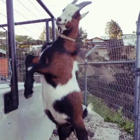 Dan Bilzerian - His Goats and Cat - Who'd Have Guessed