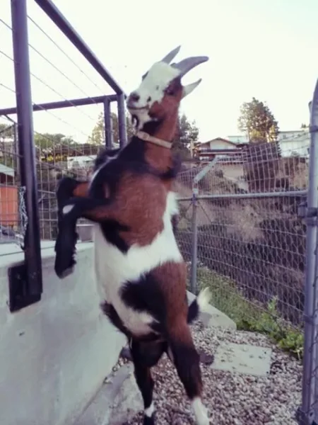 Dan Bilzerian - His Goats and Cat - Who'd Have Guessed