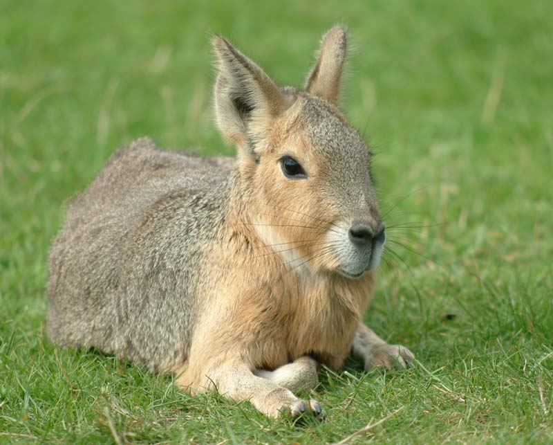 Learning about the Mara