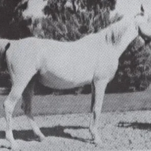 BINT ZAREEFA