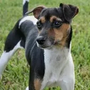 Brazilian Terrier