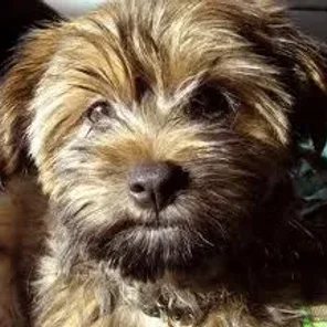 Silky Terrier (Designer Dog)