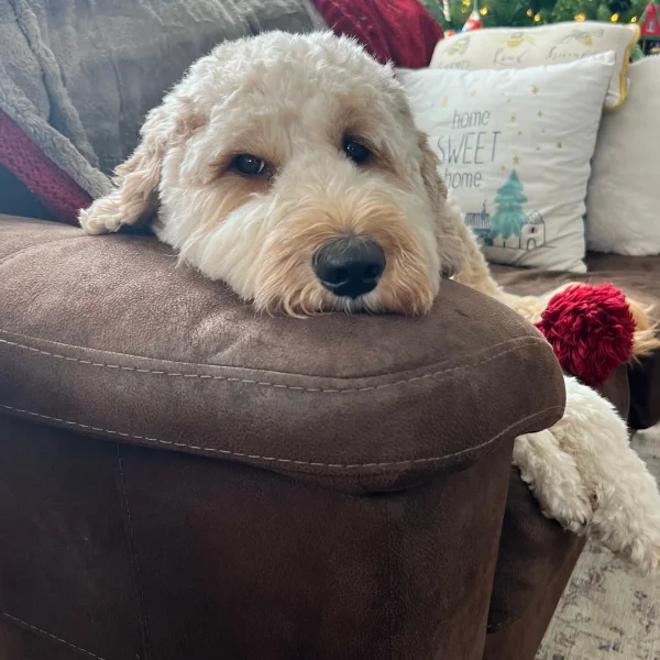 Baxter