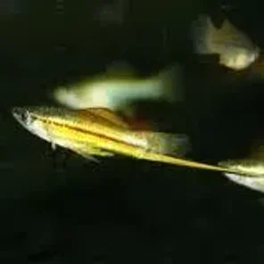 Swordtails