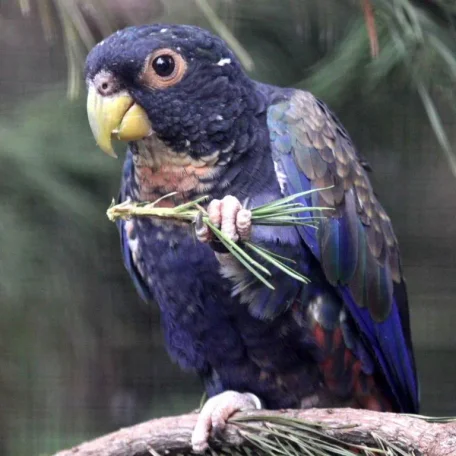 Medium Parrot Supplies Checklist - Caiques, Small Conures, Lories, Large Parakeets, Pionus, and Poicephalus