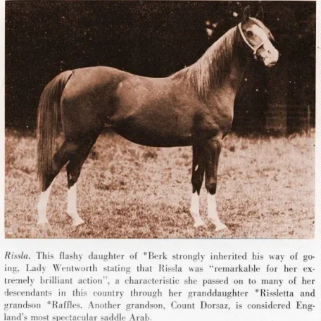 RISSLA (Berk x Risala by Mesaoud)