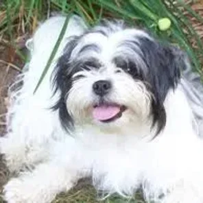 Ja-Chon (Designer Dog)