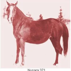 Nusara