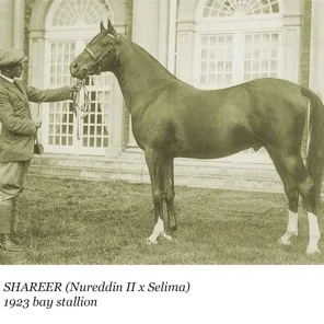 Shareer