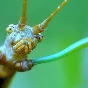 Enigmatic Insect