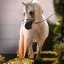 Swatam arabians