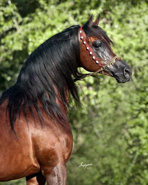 MARWAN AL SHAQAB