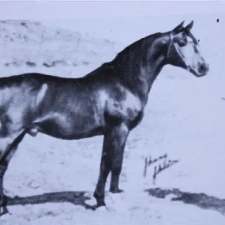 Karonek (Raseyn x Kasila) bay stallion, foaled February 23, 1947bred by Dr. & Mrs. Claude Steen
