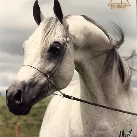 AF Vasco