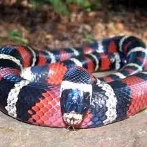 Milk Snake