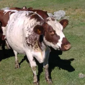 Milking Shorthorn