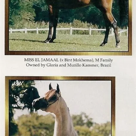 Here is a young Maya and her full sister Miss El Jamaal - Brazilian Nat'l Ch.