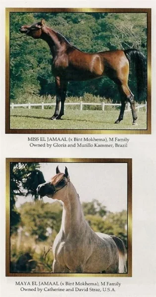 Here is a young Maya and her full sister Miss El Jamaal - Brazilian Nat'l Ch.