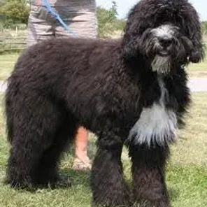 Bernedoodle (Designer Dog)