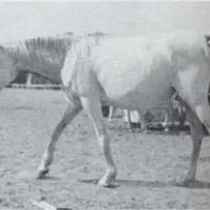Tahia