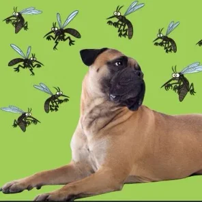 Best Fly Repellent for Dogs