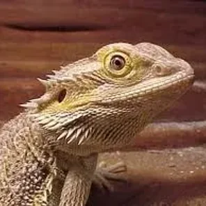 Bearded Dragon