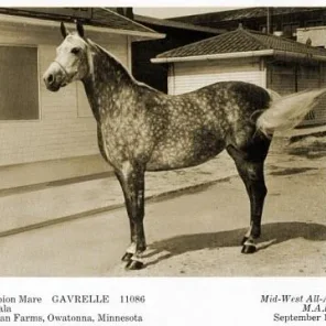 GAVRELLE