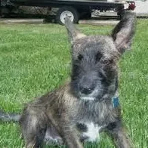 Scotchi (Designer Dog)