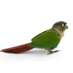 Dusky Conure