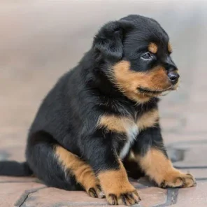 Rottweiler - # 10 Favorite Breed