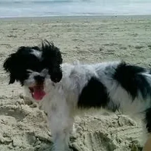 Poochin (Designer Dog)