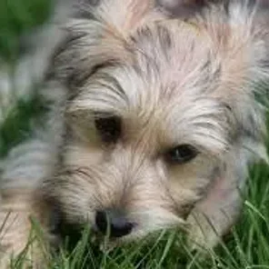 Bichon Yorkie (Designer Dog)