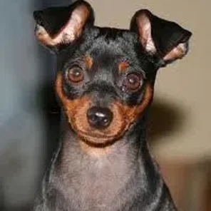 Miniature Pinscher