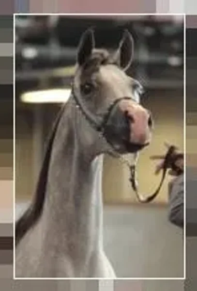Royal Arabians