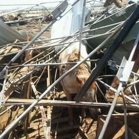 That is amazing and so glad to hear some animals did survive!