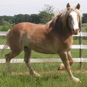 Lake State Trixie