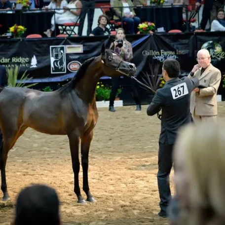 Pitonisa AS (Ever After NA x Psyches Amber Dream by Padrons Psyche)