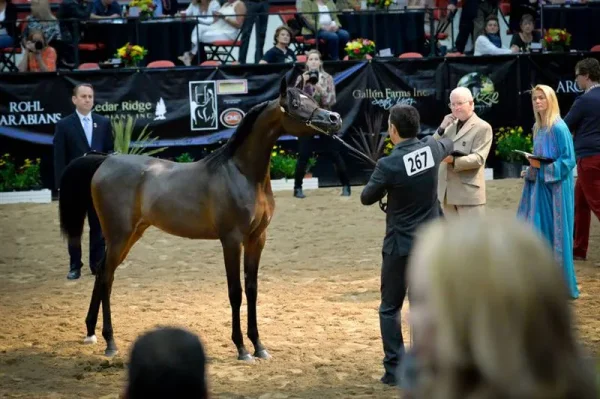 Pitonisa AS (Ever After NA x Psyches Amber Dream by Padrons Psyche)
