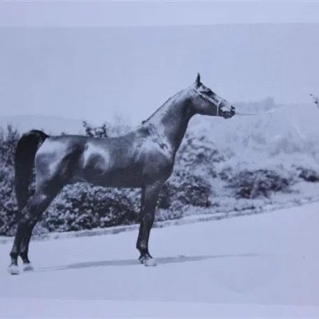 Ralet (Raseyn x Sherlet) bay stallion, foaled February 25, 1930
bred by W.K. Kellogg Institute
