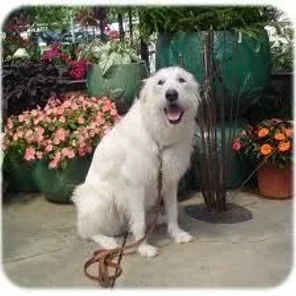 Great Wolfhound (Designer Dog)
