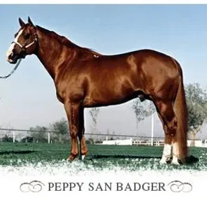 Peppy San Badger
