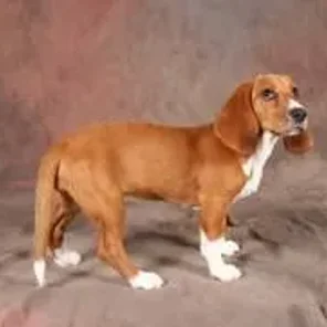 Bagle Hound (Designer Dog)