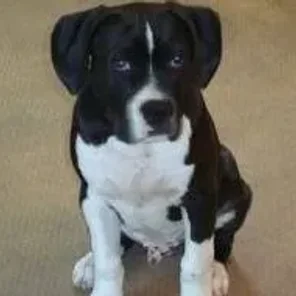 Boxapoint (Designer Dog)