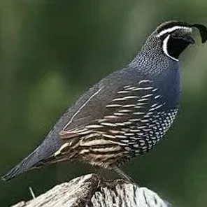 California Valley Quail