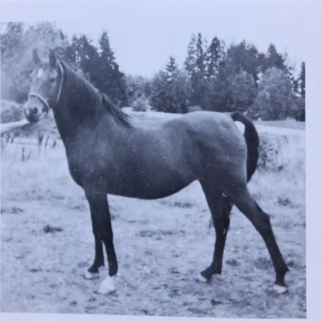 Aleyn (Raseyn x Farlouma) bay mare, foaled February 21, 1948
bred by United States Government