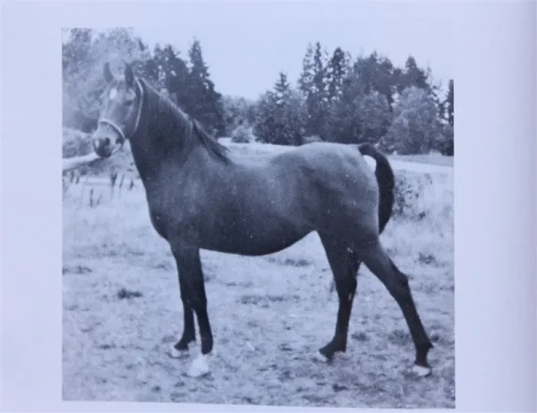 Aleyn (Raseyn x Farlouma) bay mare, foaled February 21, 1948
bred by United States Government
