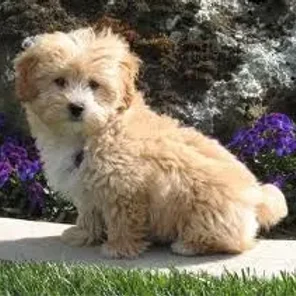 Lhasa-Poo (Designer Dog)