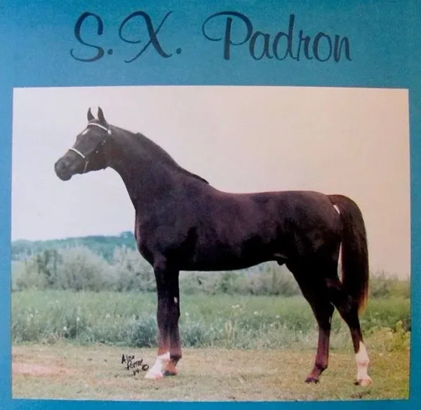 SX PADRON