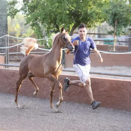 We are so proud of Tullio and wish to thank Arabian International for doing such a great job with our boy...this is just after his first week of training in preparation for Scottsdale October Show!