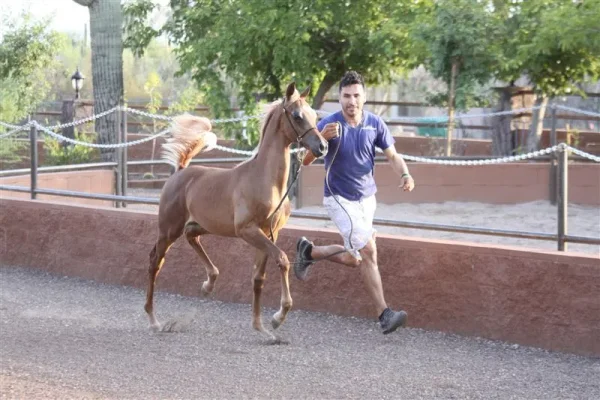 We are so proud of Tullio and wish to thank Arabian International for doing such a great job with our boy...this is just after his first week of training in preparation for Scottsdale October Show!